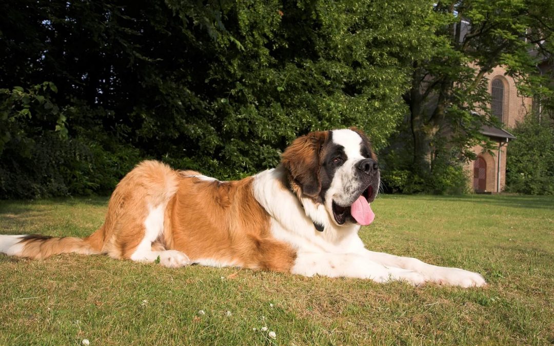 What’s the Best Dog Harness for St. Bernard?