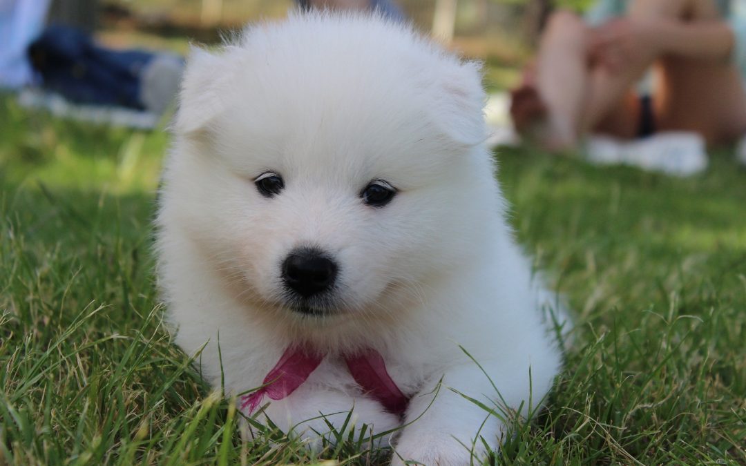 What You Need to Know About Samoyed?