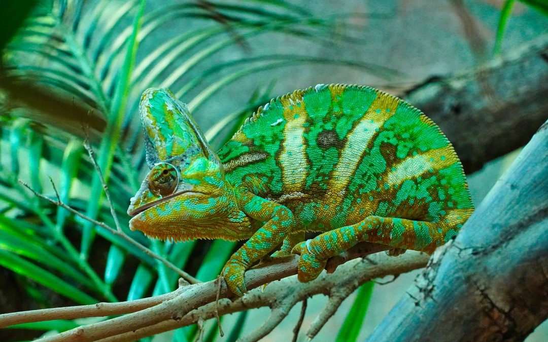 What Are the Healthy Colors for Chameleons?
