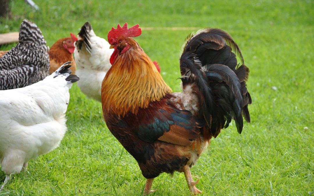 How to Stop a Rooster from Crowing?