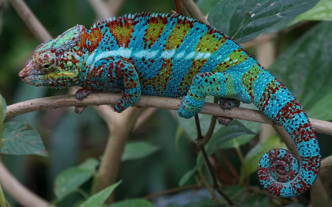 What Are the Best Supplements for Chameleons?