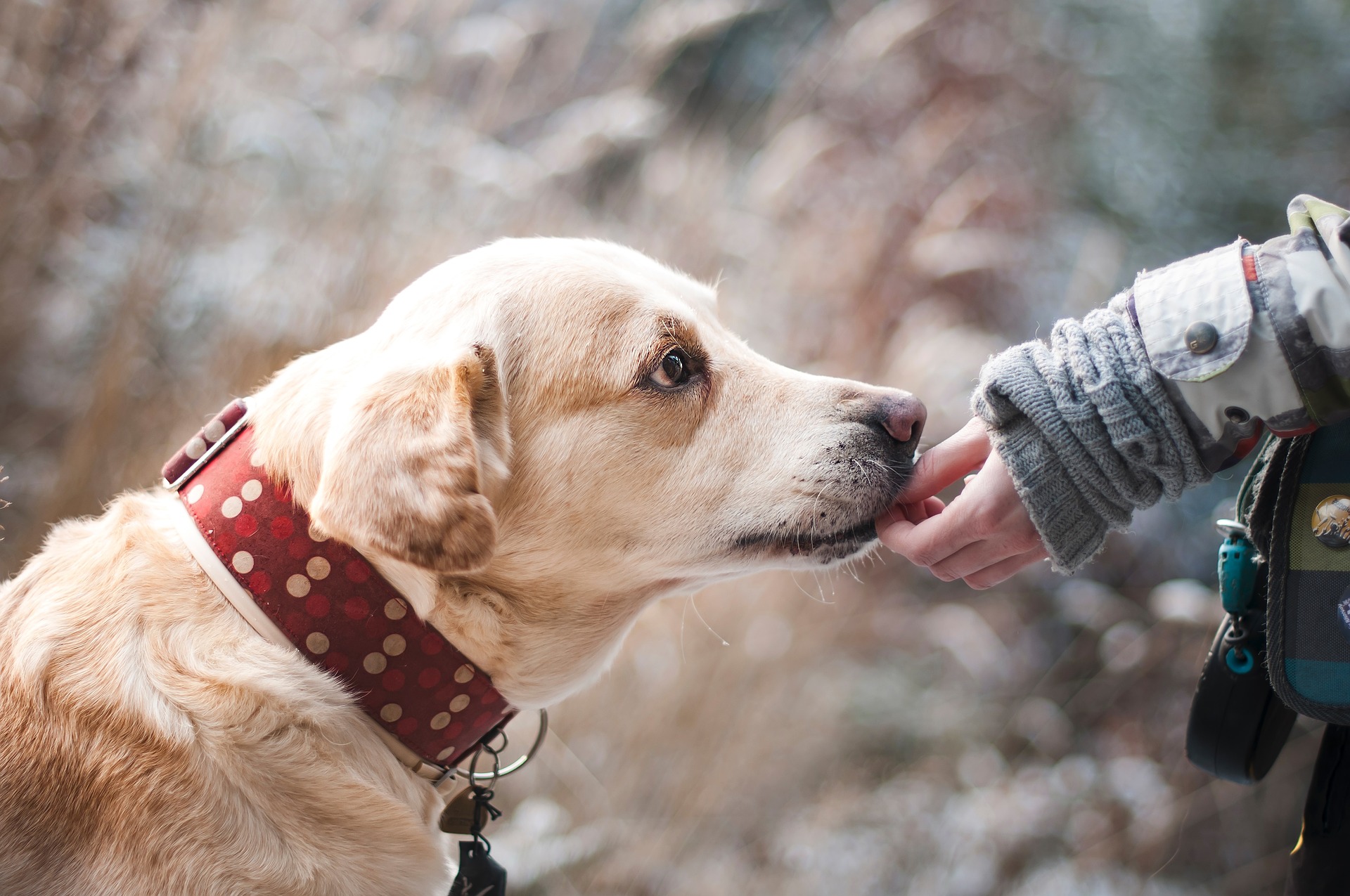 How Can I Prevent Kennel Cough?