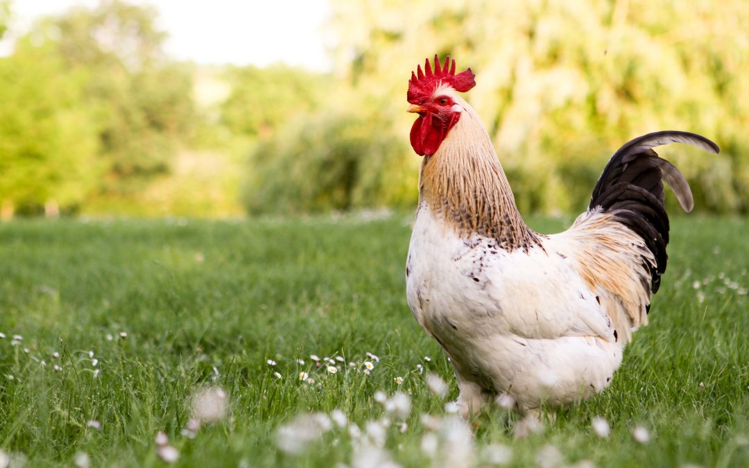 What Are the Types of Roosters?