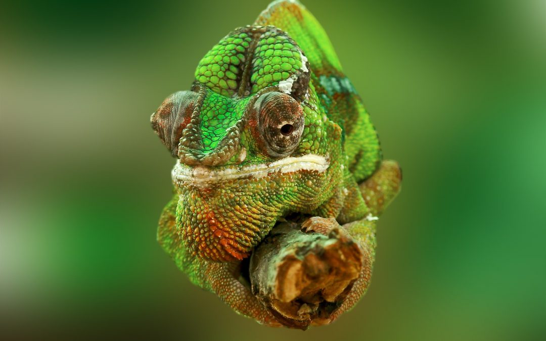What is the Natural Habitat of Chameleons?