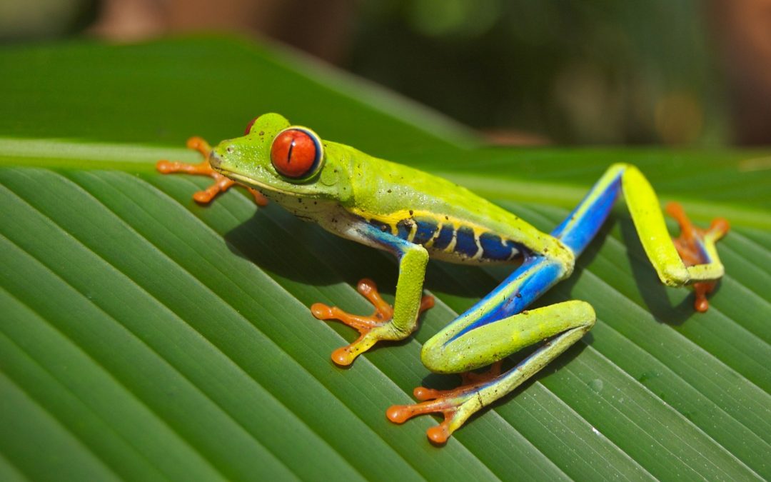 Are Red – Eyed Tree Frogs Arboreal?