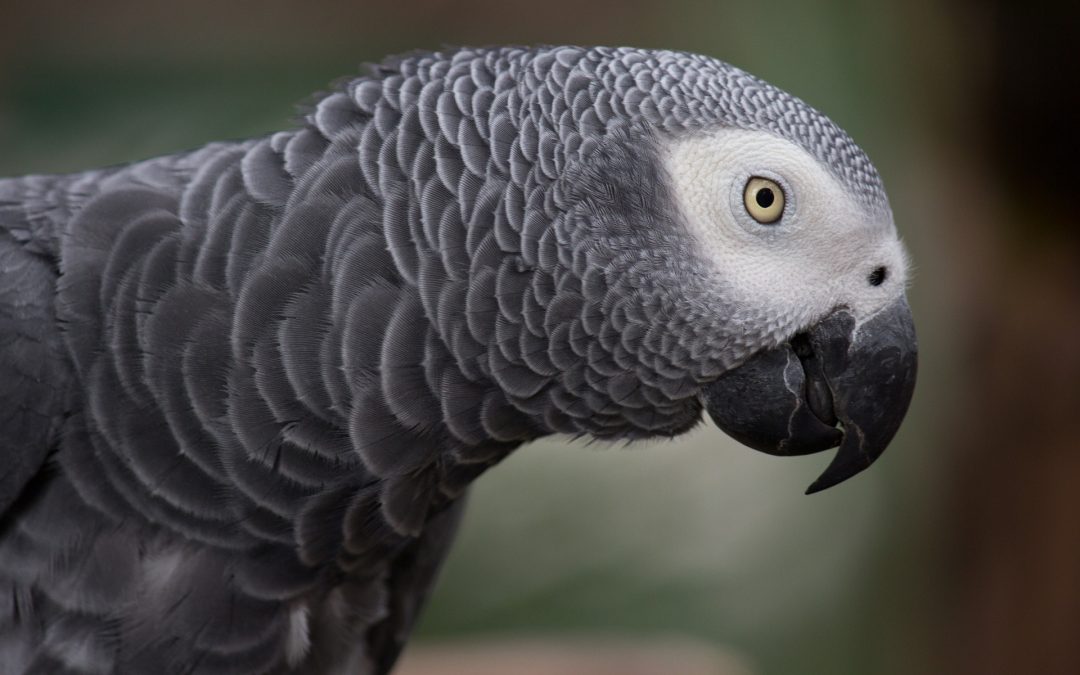 How Do I Parrot – Proof My House?
