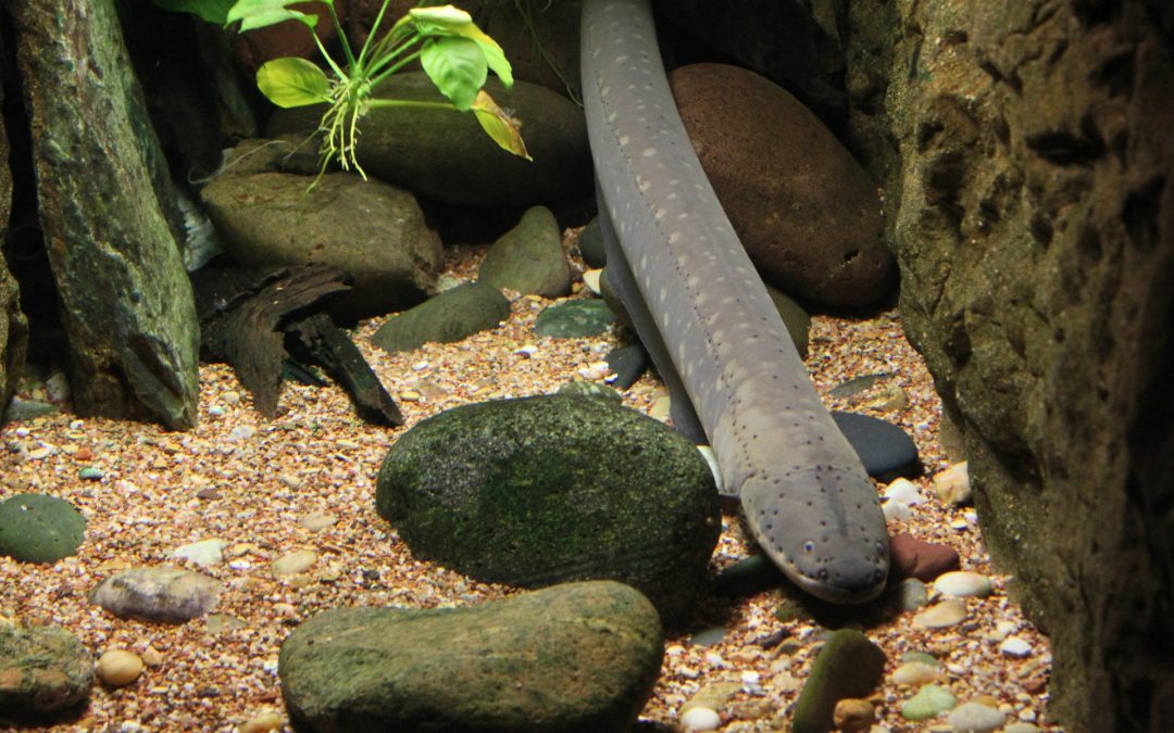 Can I Keep Freshwater Eels?