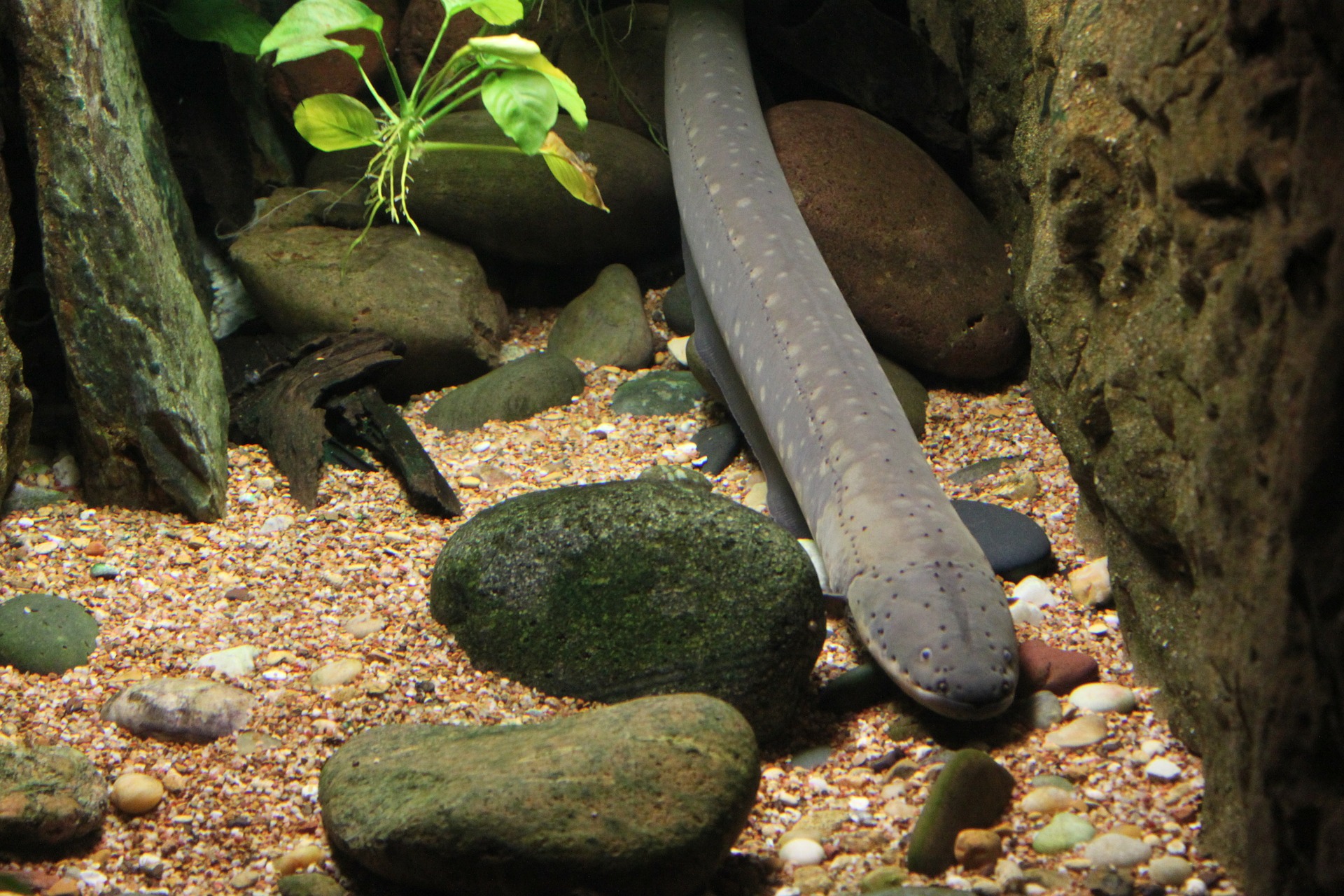 Can I Keep Freshwater Eels?
