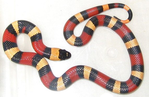 How to Keep a Pueblan Milk Snake?