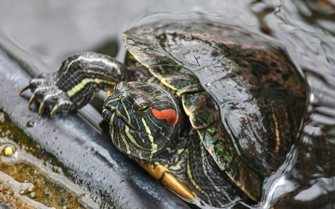 How Can I Prepare a Red – Eared Slider Tank?