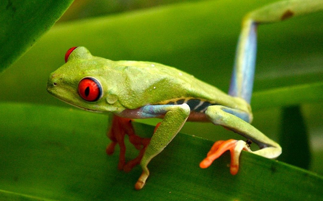What You Need to Know About Red – Eyed Tree Frog?