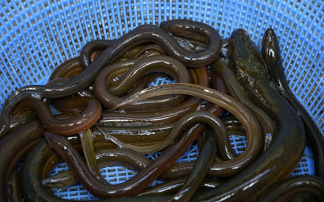 What Is the Best Environment for Eels?