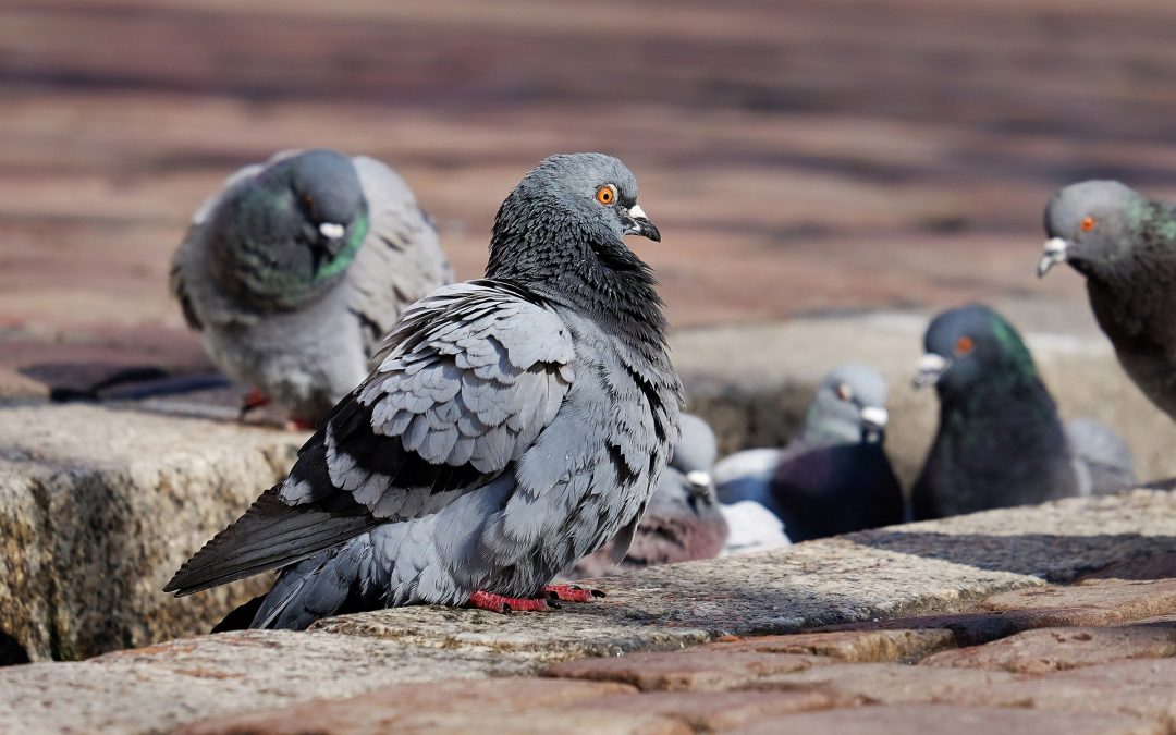 What Are the Different Methods of Racing Pigeons?