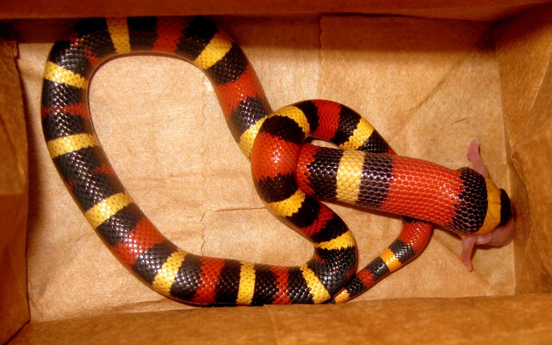 Why Are Milk Snakes Popular Pets?