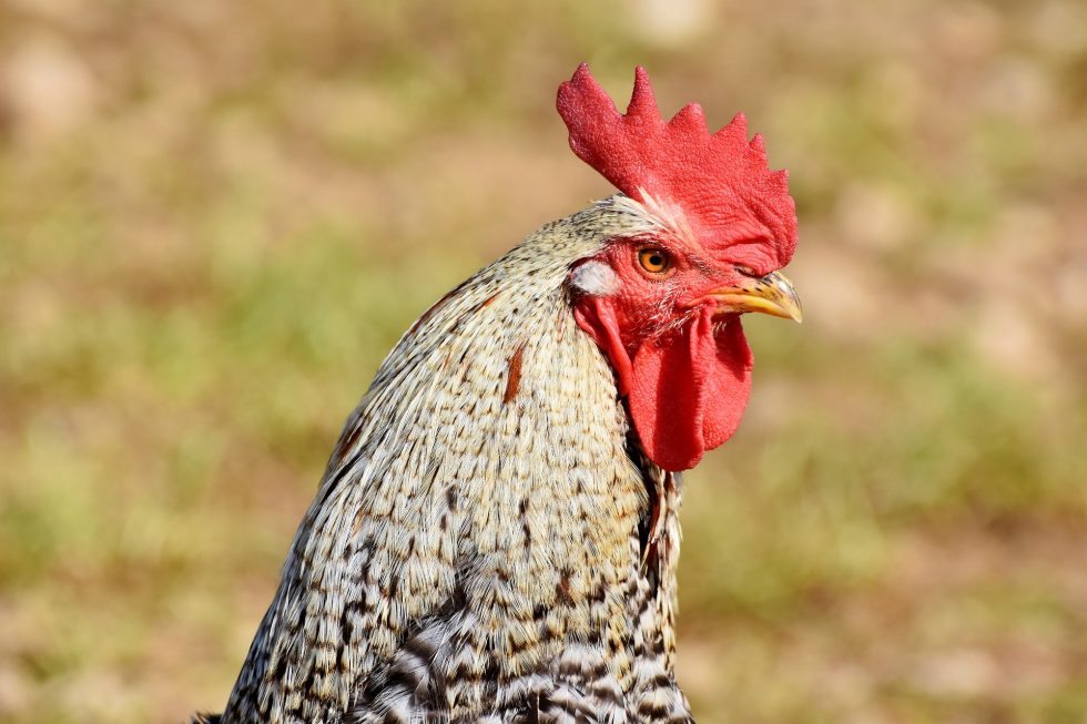 How to Stop a Rooster from Crowing?