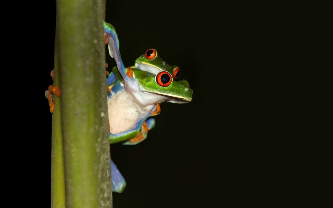 Are Red – Eyed Tree Frogs Poisonous?