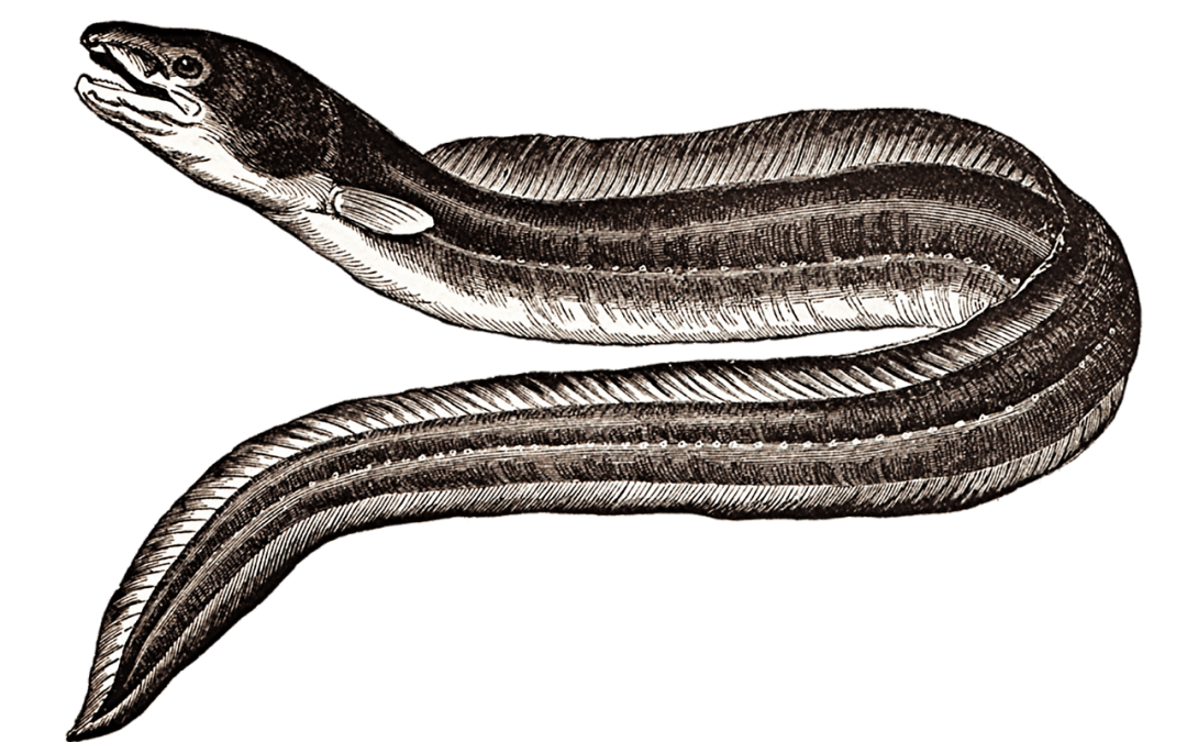 What Eel Fish Can I Recommend?