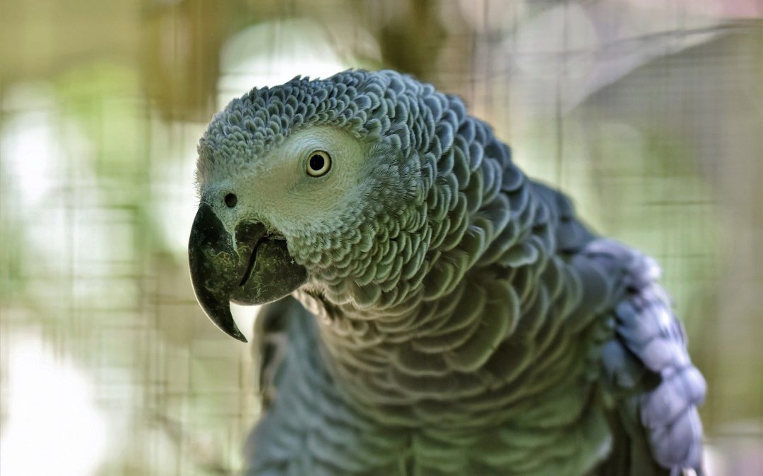 Why Do My Parrot Behave Badly?