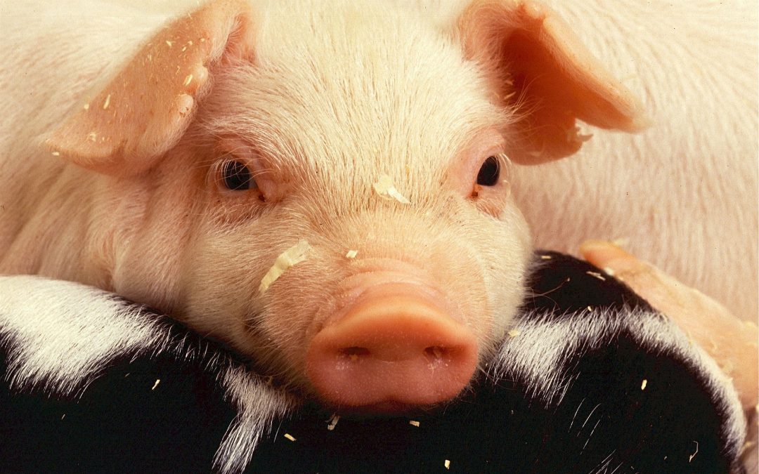 How Do I Keep My Mini Pig Healthy?