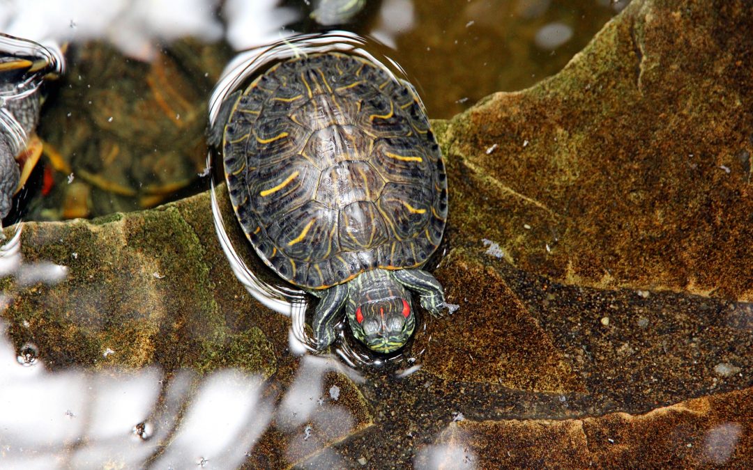 What’s the Diet of a Red – Ear Slider Turtle?