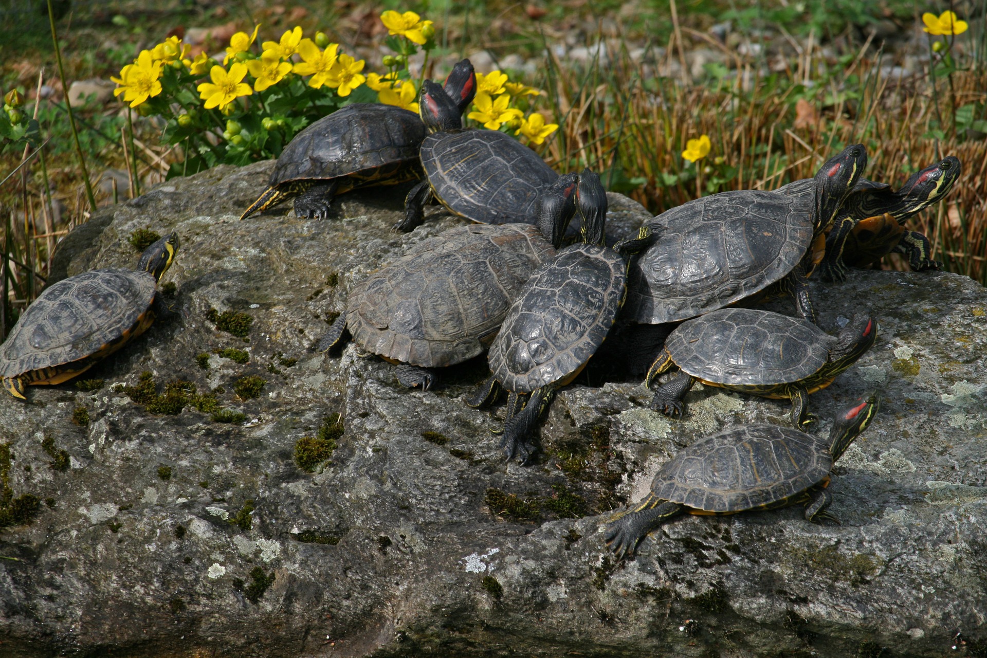 What Do I Need to Know About Red – Eared Sliders?