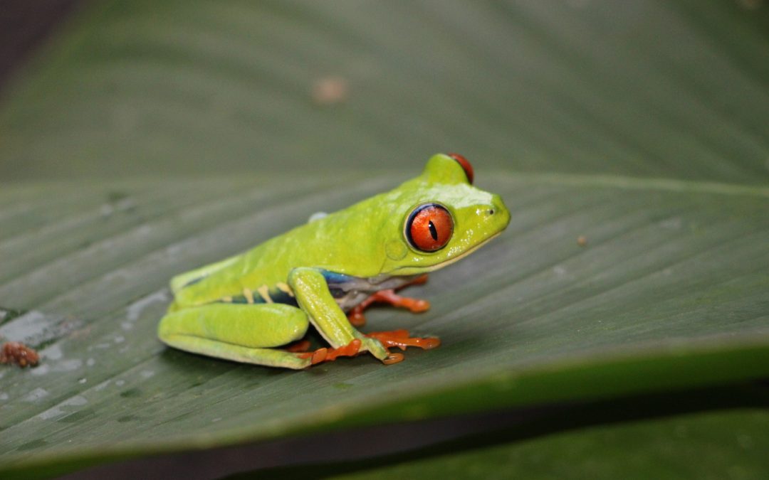 How Do Frogs Mate?