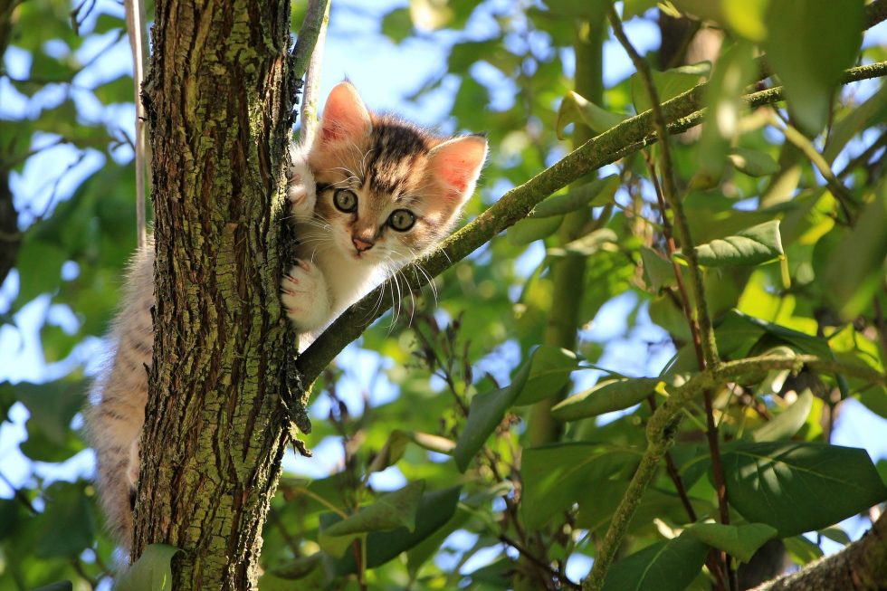 How Do I Keep My Snowshoe Cat Healthy 