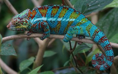 What Are the Healthy Colors for Chameleons?