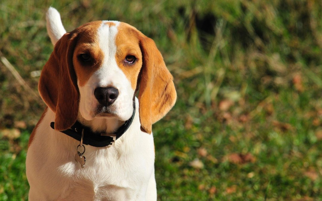 How Do I Feed Beagle Pups?