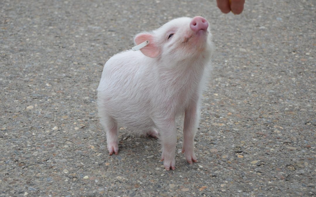 Do Mini Pigs Make Good Pets?