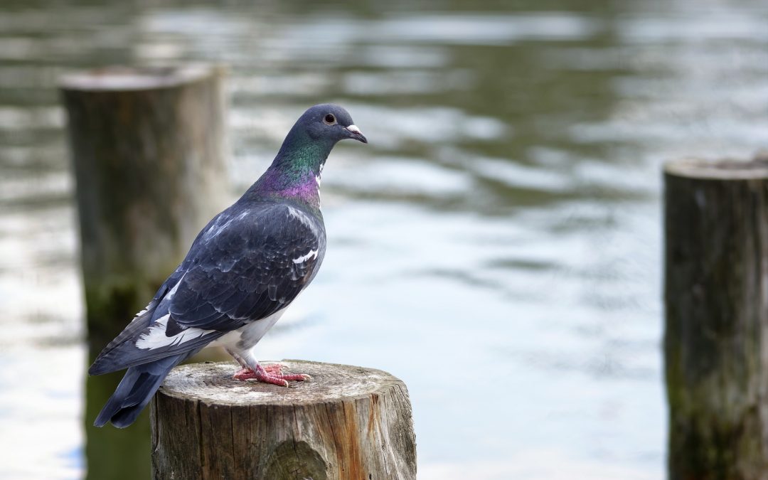 What Are the Mistakes of Pigeon Racing?