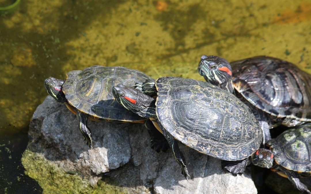 how-to-care-for-baby-turtles