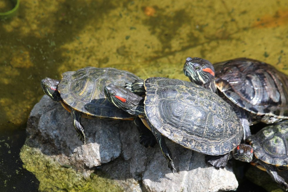 how-to-care-for-baby-turtles