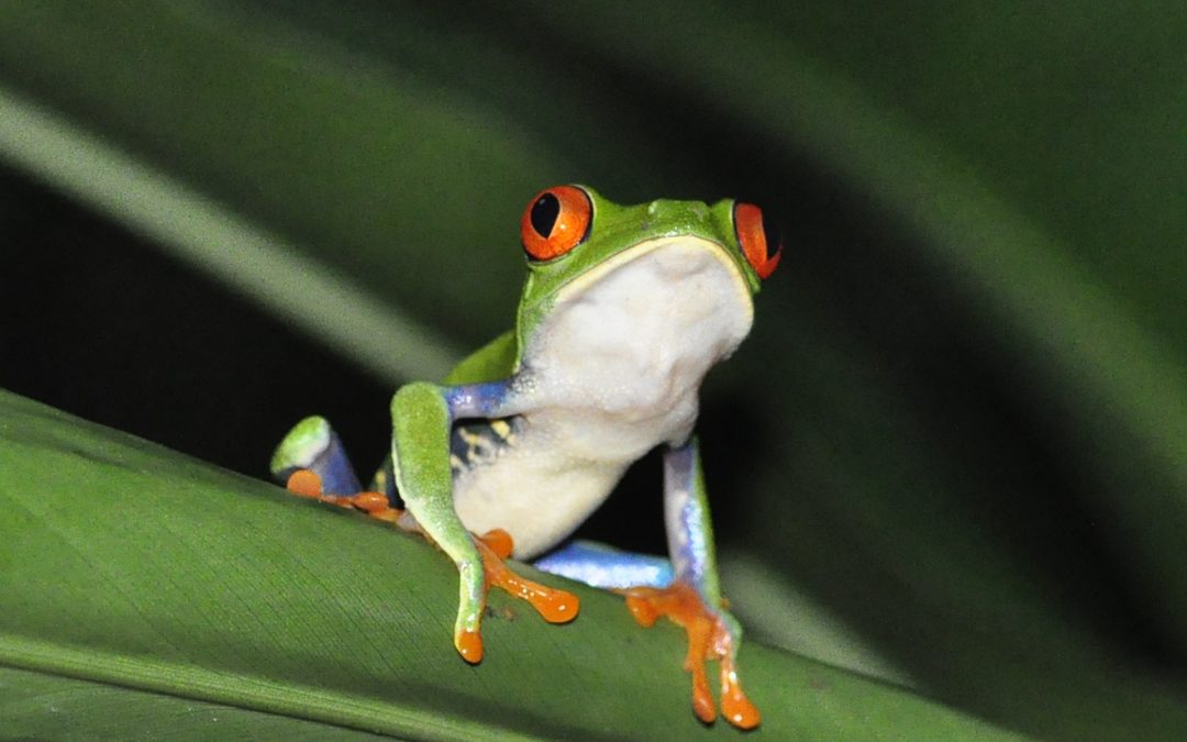 How to Care for Red – Eyed Tree Frogs?