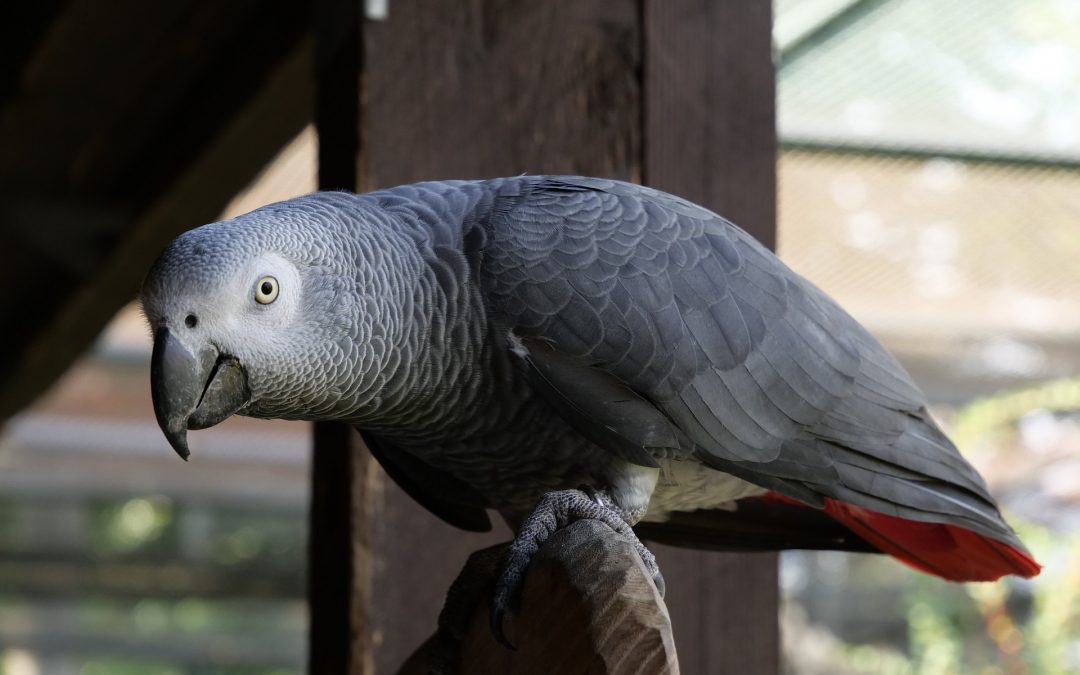 Do Parrots Get Scared?