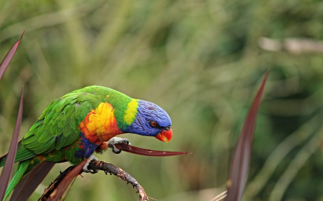 Are Ringneck Parakeets Popular?