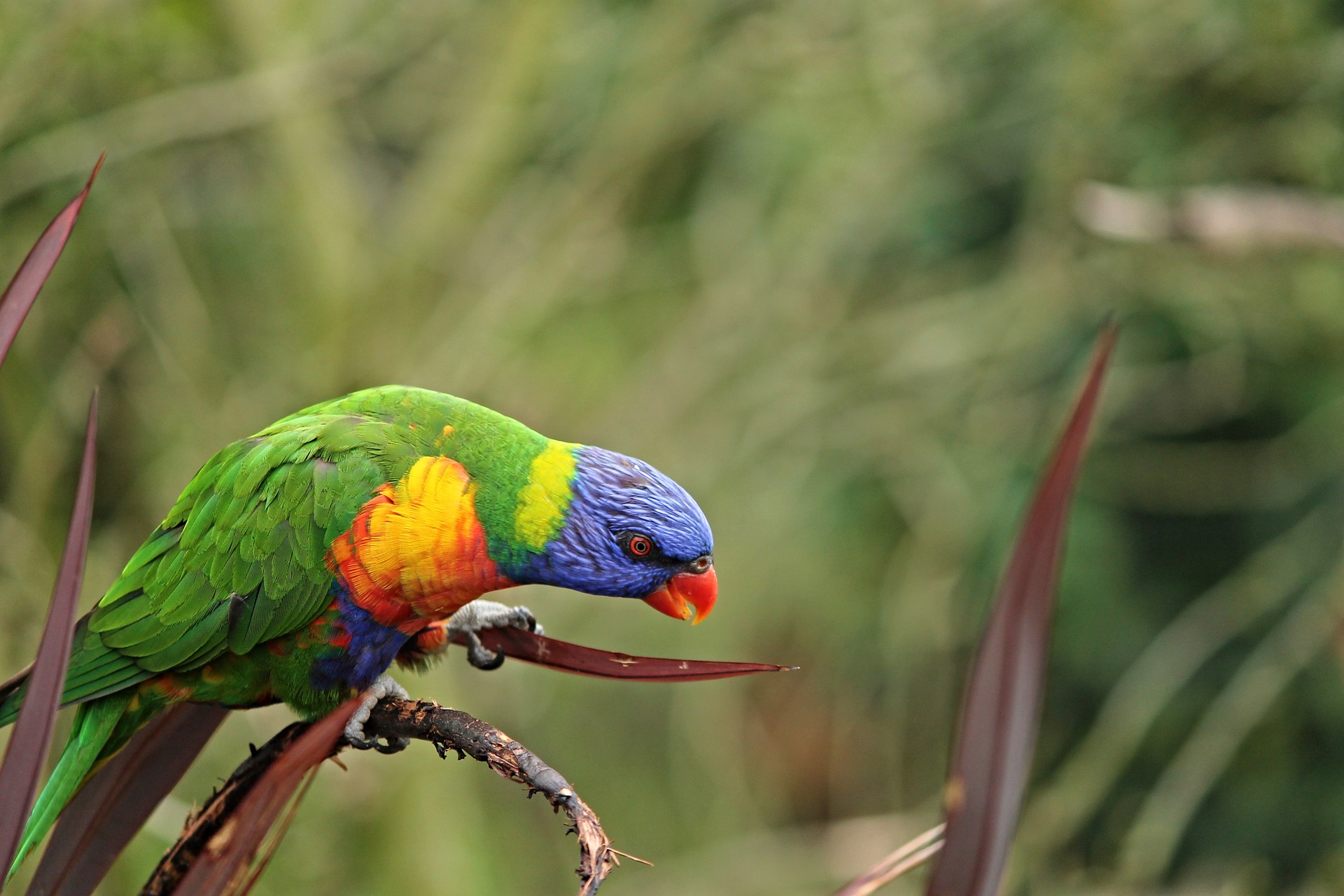 Are Ringneck Parakeets Popular?