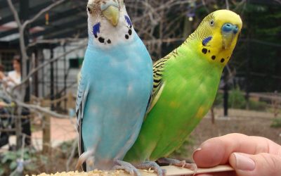 Are Budgies Parakeets?