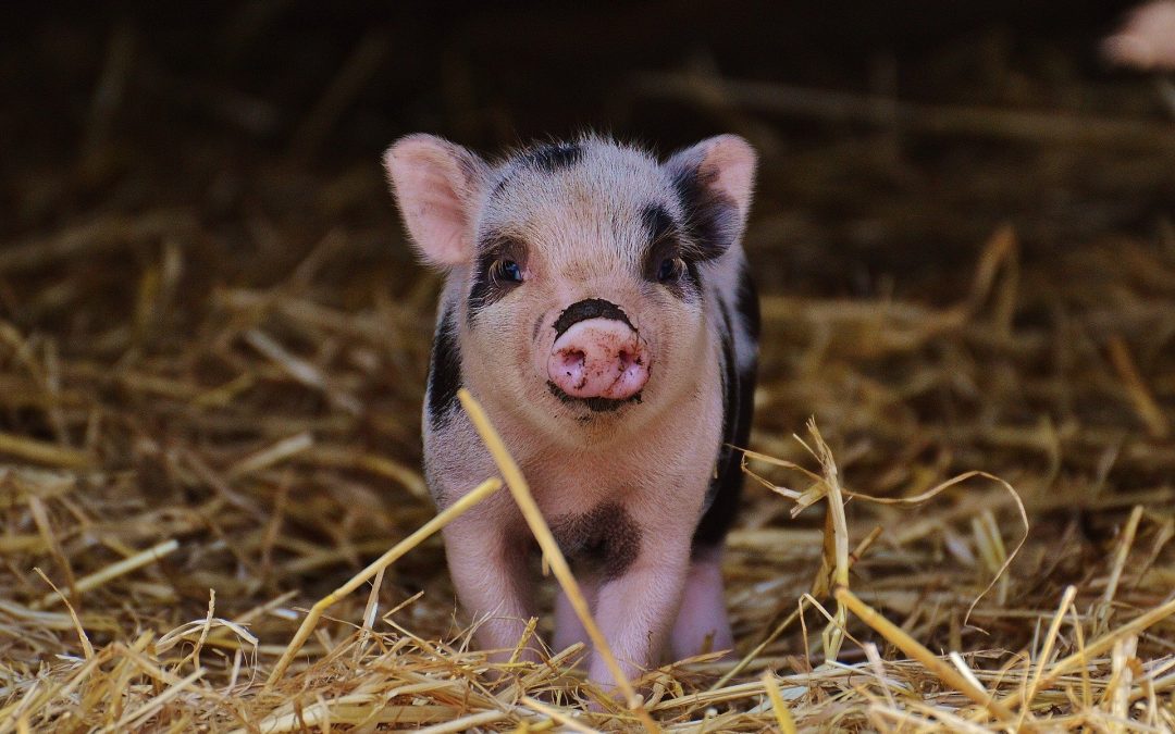 How Do I Pig – Proof My Home?
