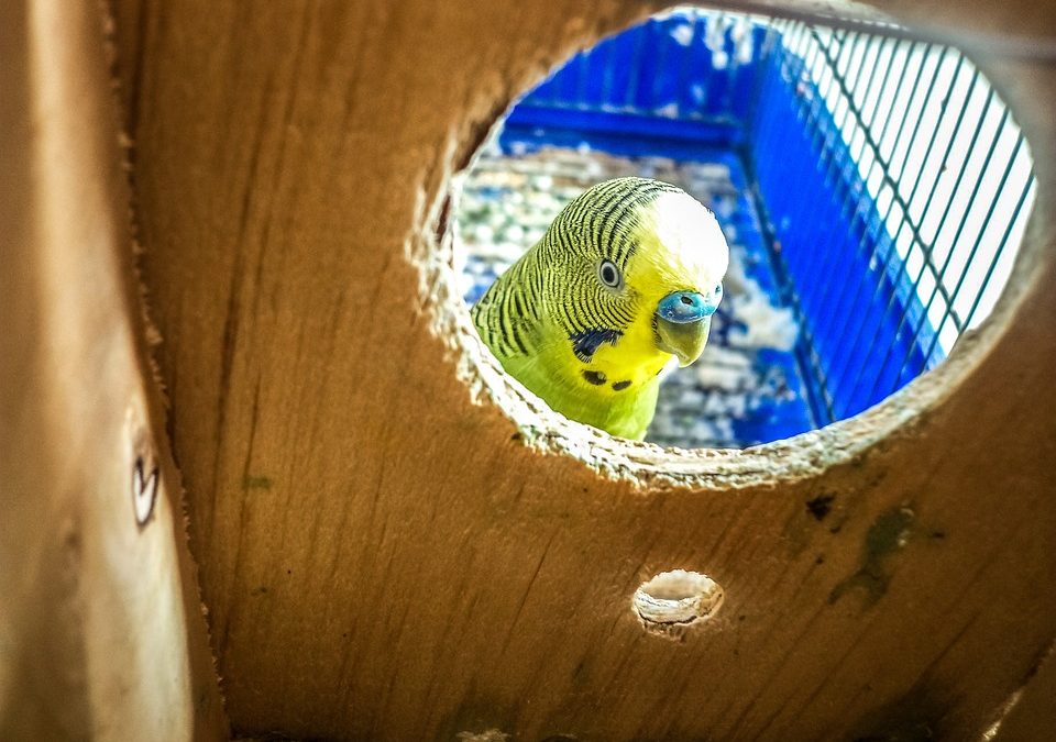 How to Design a Parrot – Friendly Landscape?