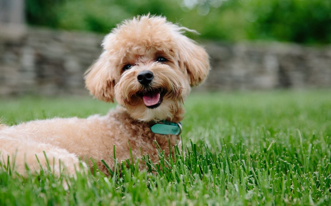 Can My Toy Poodle Eat Cat Food?