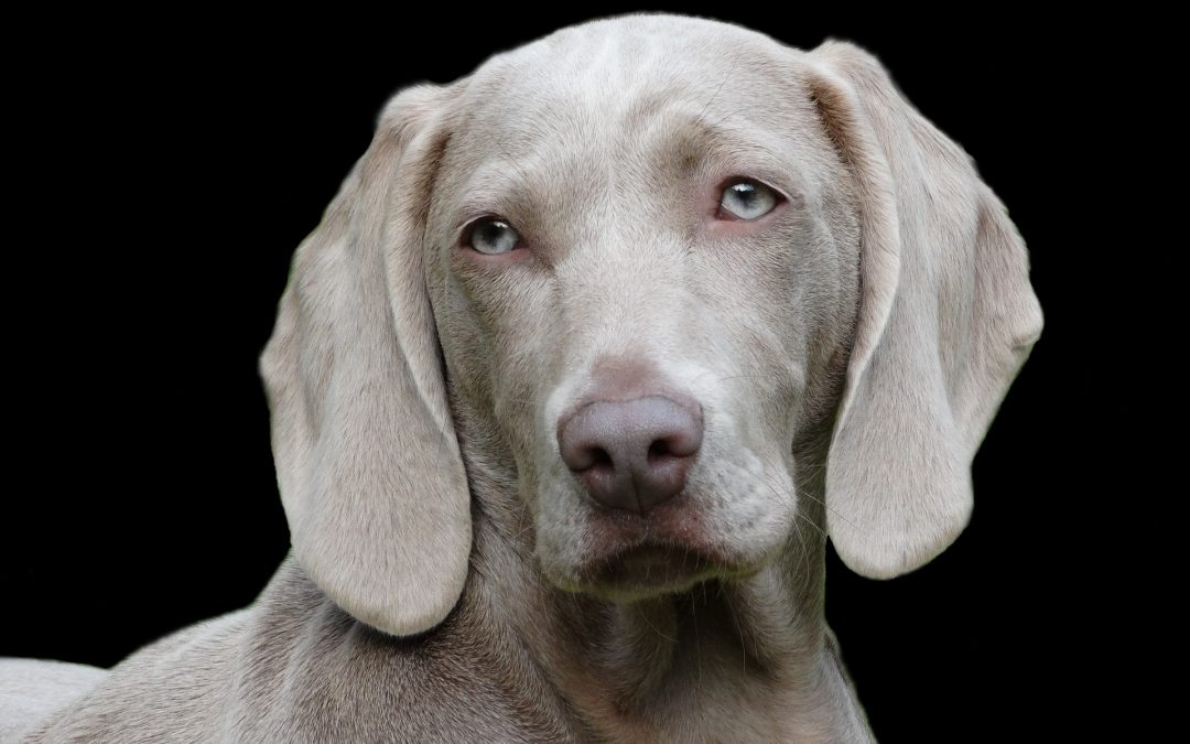 What is Von Willebrand Disease in Dogs?