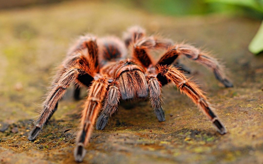 What You Need to Know About Tarantulas