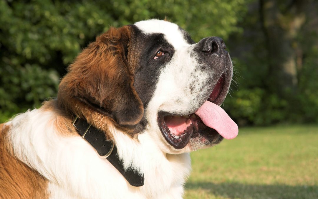 Are Saint Bernard Dogs Aggressive?