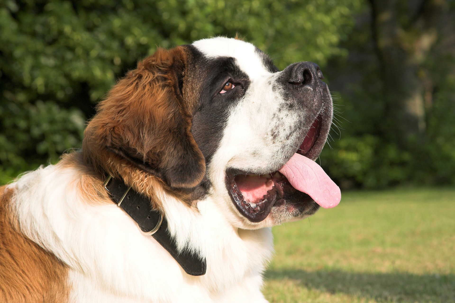 Are Saint Bernard Dogs Aggressive 