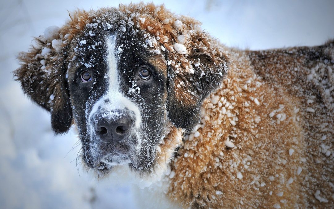 Why Do Dogs Become Constipated?