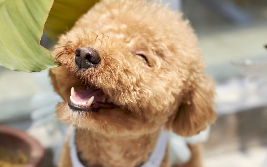 How to Keep Your Toy Poodle Cool?