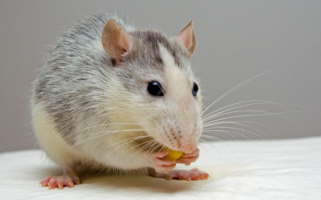Why Are Rats Curious?