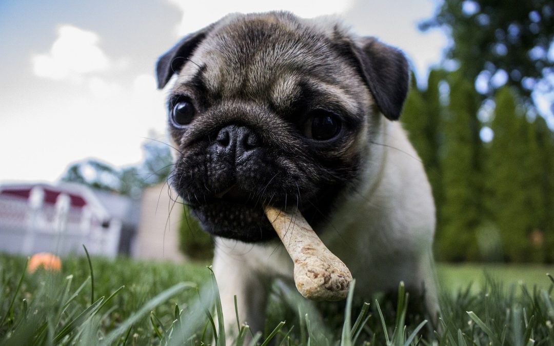Can I Feed My Schnauzer Dogs Bones?
