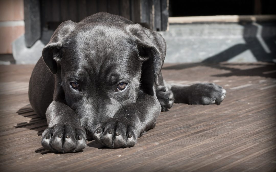 Can Dogs Become Depressed?